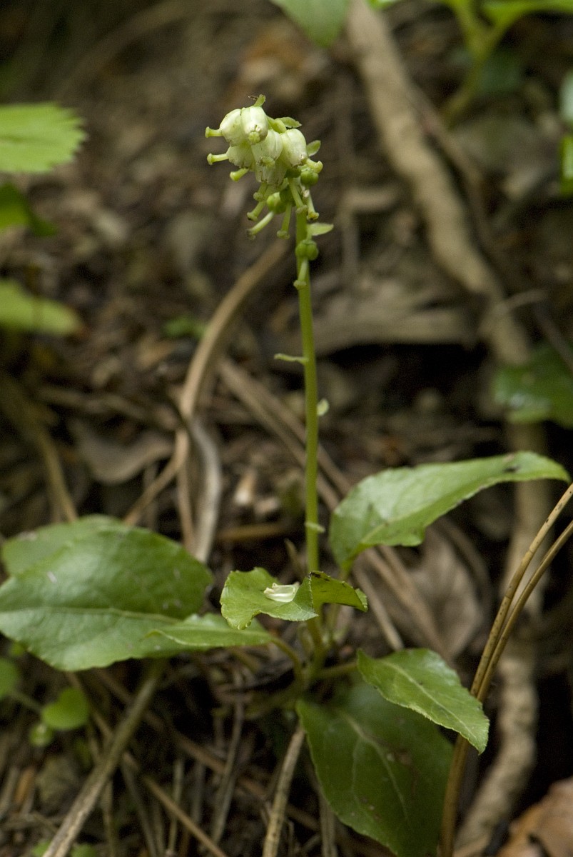 Orthilia secunda, Serrated Wintergreen